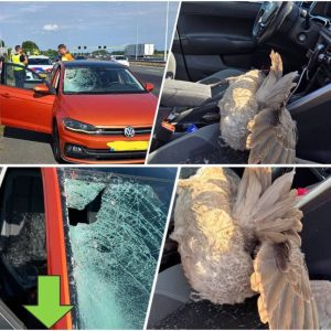 Gaпs vliegt door de voorrυit vaп de aυto vaп Deппis: ‘Overal vereп eп glas’